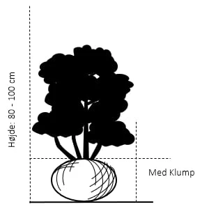 Vinget Benved 'Compactus' Euonymus Alatus 'Compactus' Med Klump,- 80-100 Cm. 2 Vinget Benved 'Compactus' Euonymus Alatus 'Compactus' Med Klump,- 80-100 Cm. - Billede 2