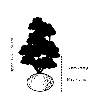 Søjletaks 'Rising Star' Taxus Media 'Rising Star' Med Klump,- 125-150 Cm. Ekstra Kraftige 2 Søjletaks 'Rising Star' Taxus Media 'Rising Star' Med Klump,- 125-150 Cm. Ekstra Kraftige - Billede 2