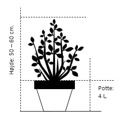 Syrisk Rose 'Marina' Hibiscus Syriacus 'Marina' Potte 4,0 Liter,- 50-60 Cm. 2 Syrisk Rose 'Marina' Hibiscus Syriacus 'Marina' Potte 4,0 Liter,- 50-60 Cm. - Billede 2