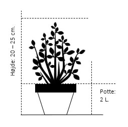 Glansmispel 'Little Red Robin' Photinia Fraseri 'Little Red Robin' Potte 2,0 Liter,- 20-25 Cm. 2 Glansmispel 'Little Red Robin' Photinia Fraseri 'Little Red Robin' Potte 2,0 Liter,- 20-25 Cm. - Billede 2
