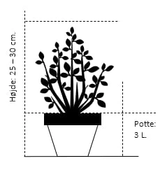Fremhævede Produkter -Osmo Salgsbutik 194 potte 3 0 liter 25 30 cm 1ca1 4