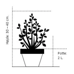 Forside -Osmo Salgsbutik 196 potte 2 0 liter 30 40 cm 6fcf 6
