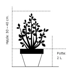 Træagtig Hortensia 'Annabelle' Hydrangea Arborescens 'Annabelle' Potte 2,0 Liter,- 30-40 Cm. 2 Træagtig Hortensia 'Annabelle' Hydrangea Arborescens 'Annabelle' Potte 2,0 Liter,- 30-40 Cm. - Billede 2