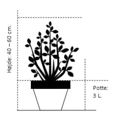Fremhævede Produkter -Osmo Salgsbutik 197 potte 3 0 liter 40 60 cm 8066