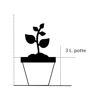 'Miss Schweiz'® Rosa X 'Miss Schweiz'® (Storblomstrende) 3,0 Liter Potte 2 'Miss Schweiz'® Rosa X 'Miss Schweiz'® (Storblomstrende) 3,0 Liter Potte - Billede 2