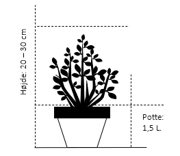 Benved 'Green Spire' Euonymus Micr. 'Green Spire' Potte 1,5 Liter,- 20-30 Cm. 2 Benved 'Green Spire' Euonymus Micr. 'Green Spire' Potte 1,5 Liter,- 20-30 Cm. - Billede 2