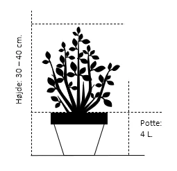 Uægte Jasmin 'Manteau D'Hermine' Philadelphus 'Manteau D'Hermine' Potte 4,0 Liter,- 30-40 Cm. 2 Uægte Jasmin 'Manteau D'Hermine' Philadelphus 'Manteau D'Hermine' Potte 4,0 Liter,- 30-40 Cm. - Billede 2