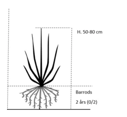 Fremhævede Produkter -Osmo Salgsbutik 241 barrods 2 aars 0 2 50 80 cm b8d8