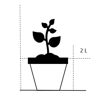 Vietnamesisk Koriander Persicaria Odoratum 2 Liter Potte 2 Vietnamesisk Koriander Persicaria Odoratum 2 Liter Potte - Billede 2