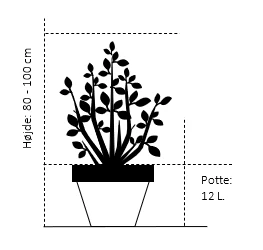 'Mme Lemoine' Syringa Vul, 'Mme. Lemoine' (storblomstrende) Potte 12 Liter,- 80-100 Cm. 2 'Mme Lemoine' Syringa Vul, 'Mme. Lemoine' (storblomstrende) Potte 12 Liter,- 80-100 Cm. - Billede 2