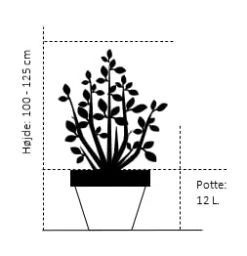 Fremhævede Produkter -Osmo Salgsbutik 385 potte 12 liter 100 125 cm 35f1 5