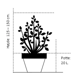 Japansk Løn Acer Palmatum 'Osakazuki' Potte 20 Liter,- 125-150 Cm. 2 Japansk Løn Acer Palmatum 'Osakazuki' Potte 20 Liter,- 125-150 Cm. - Billede 2
