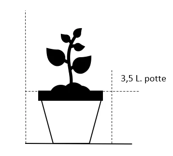 Asparges 'Guelph Millinnium' Asparagus 'Guelph Millennium' 3,5 Liter Potte 2 Asparges 'Guelph Millinnium' Asparagus 'Guelph Millennium' 3,5 Liter Potte - Billede 2