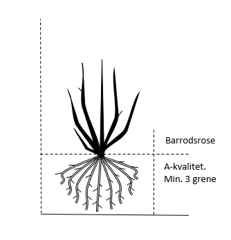 'Intense Cover'® Rosa X 'Intense Cover'® (Bunddækkerose) A-Kvalitet,- Barrods Roser Min. 3 Grene 2 'Intense Cover'® Rosa X 'Intense Cover'® (Bunddækkerose) A-Kvalitet,- Barrods Roser Min. 3 Grene - Billede 2