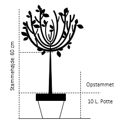 Portugisisk Laurbærkirsebær Prunus Lusitanica 'Angustifolia' Opstammet 60 Cm. 10 Liter Potte 2 Portugisisk Laurbærkirsebær Prunus Lusitanica 'Angustifolia' Opstammet 60 Cm. 10 Liter Potte - Billede 2