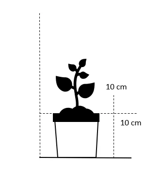 Citrontimian 'Doone Valley' Thymus Citriodorus 'Doone Valley' 10 Cm. Potte 2 Citrontimian 'Doone Valley' Thymus Citriodorus 'Doone Valley' 10 Cm. Potte - Billede 2