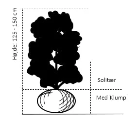 Storfrugtet Surbær Aronia Melanocarpa Solitær Busk 125-150 Cm., Med Klump 2 Storfrugtet Surbær Aronia Melanocarpa Solitær Busk 125-150 Cm., Med Klump - Billede 2