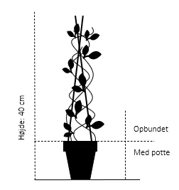 Kamæleonbusk Actinidia Kolomikta Opbundet Til Ca. 40 Cm., Med Potte 2 Kamæleonbusk Actinidia Kolomikta Opbundet Til Ca. 40 Cm., Med Potte - Billede 2