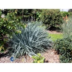 Blå Marehalm 'Blue Dune' Leymus Arenarius 'Blue Dune' 1 Liter Potte -Osmo Salgsbutik fi10290 leymus arenarius blue dune 14f0