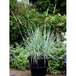 Blå Marehalm 'Blue Dune' Leymus Arenarius 'Blue Dune' 1 Liter Potte -Osmo Salgsbutik fi10290 leymus arenarius blue dune 85d8