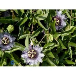 Passionsblomst Passiflora Caerulea Potte 2,0 Liter,- Opbundet -Osmo Salgsbutik fi11044 passiflora caerulea 6040