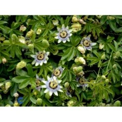 Passionsblomst Passiflora Caerulea Potte 2,0 Liter,- Opbundet -Osmo Salgsbutik fi11044 passiflora caerulea 6f7e