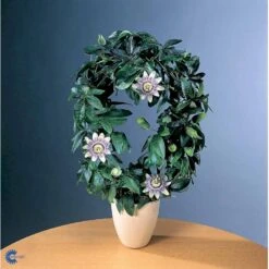 Passionsblomst Passiflora Caerulea Potte 2,0 Liter,- Opbundet -Osmo Salgsbutik fi11044 passiflora caerulea 84ff