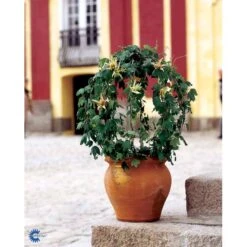 Passionsblomst Passiflora Caerulea Potte 2,0 Liter,- Opbundet -Osmo Salgsbutik fi11044 passiflora caerulea b693