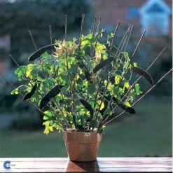 Passionsblomst Passiflora Caerulea Potte 2,0 Liter,- Opbundet -Osmo Salgsbutik fi11044 passiflora caerulea e590