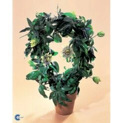 Passionsblomst Passiflora Caerulea Potte 2,0 Liter,- Opbundet -Osmo Salgsbutik fi11044 passiflora caerulea f5e8