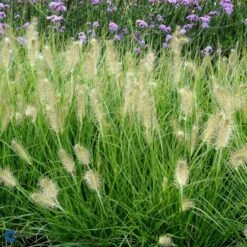 Lampepudsergræs 'Hameln' Pennisetum Alopecuroides 'Hameln' 1 Liter Potte -Osmo Salgsbutik fi11051 pennisetum alopecuroides hameln 40c7