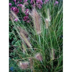 Lampepudsergræs 'Hameln' Pennisetum Alopecuroides 'Hameln' 1 Liter Potte -Osmo Salgsbutik fi11051 pennisetum alopecuroides hameln 4908