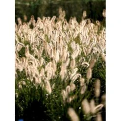 Lampepudsergræs 'Hameln' Pennisetum Alopecuroides 'Hameln' 1 Liter Potte -Osmo Salgsbutik fi11051 pennisetum alopecuroides hameln 5949