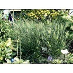 Lampepudsergræs 'Hameln' Pennisetum Alopecuroides 'Hameln' 1 Liter Potte -Osmo Salgsbutik fi11051 pennisetum alopecuroides hameln 6e20