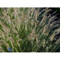 Lampepudsergræs 'Hameln' Pennisetum Alopecuroides 'Hameln' 1 Liter Potte -Osmo Salgsbutik fi11051 pennisetum alopecuroides hameln d76b