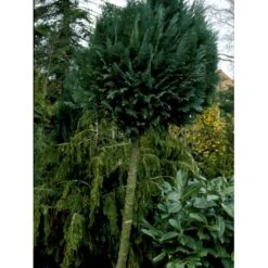 Blå Cypres Til Hæk Chamaecyparis Lawsoniana 'Columnaris' Potte 3,0 Liter,- 40-60 Cm. -Osmo Salgsbutik fi1140 chamaecyparis laws columnaris b699