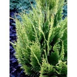 Cypres 'Ivonne' Chamaecyparis Lawsoniana 'Ivonne' Med Klump,- 80-100 Cm. -Osmo Salgsbutik fi1163 chamaecyparis laws ivonne 437d