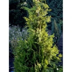 Cypres 'Ivonne' Chamaecyparis Lawsoniana 'Ivonne' Med Klump,- 80-100 Cm. -Osmo Salgsbutik fi1163 chamaecyparis laws ivonne 7d70