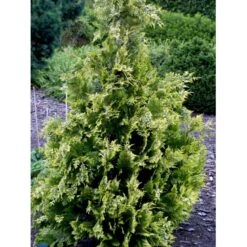 Cypres 'Ivonne' Chamaecyparis Lawsoniana 'Ivonne' Med Klump,- 80-100 Cm. -Osmo Salgsbutik fi1163 chamaecyparis laws ivonne ee1d