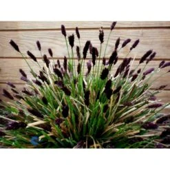 Mørk Blåaks Sesleria Heufleriana 10 Cm. Potte -Osmo Salgsbutik fi12475 sesleria heufleriana c6c1