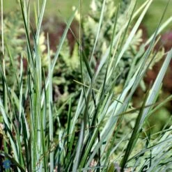 Mørk Blåaks Sesleria Heufleriana 10 Cm. Potte -Osmo Salgsbutik fi12475 sesleria heufleriana e411