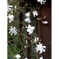 Stjernemagnolia 'Rosea' Magnolia Stellata 'Rosea' Opstammet 130 Cm, 12 Liter Potte -Osmo Salgsbutik fi13517 magnolia stellata rosea 72b2