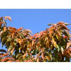 Japansk Bjergkirsebær Prunus Nipponica 'Brillant' Opstammet 50 Cm. 7,5 Liter Potte -Osmo Salgsbutik fi13567 prunus nipponica hachimantai c035