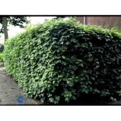 Naur Acer Campestre Solitær Busk 150-200 Cm. Høj,- 60-100 Cm. Bred. -Osmo Salgsbutik fi13628 acer campestre 10fa