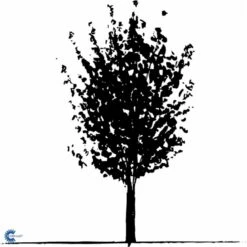 Naur Acer Campestre Solitær Busk 150-200 Cm. Høj,- 60-100 Cm. Bred. -Osmo Salgsbutik fi13628 acer campestre 66aa