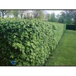 Naur Acer Campestre Solitær Busk 150-200 Cm. Høj,- 60-100 Cm. Bred. -Osmo Salgsbutik fi13628 acer campestre 9fb6