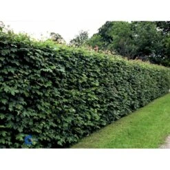 Naur Acer Campestre Solitær Busk 150-200 Cm. Høj,- 60-100 Cm. Bred. -Osmo Salgsbutik fi13628 acer campestre c328