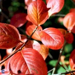 Storfrugtet Surbær Aronia Melanocarpa Solitær Busk 125-150 Cm., Med Klump 11 Storfrugtet Surbær Aronia Melanocarpa Solitær Busk 125-150 Cm., Med Klump -Osmo Salgsbutik fi13767 aronia melanocarpa 2ada