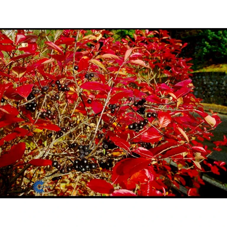 Storfrugtet Surbær Aronia Melanocarpa Solitær Busk 125-150 Cm., Med Klump 6 Storfrugtet Surbær Aronia Melanocarpa Solitær Busk 125-150 Cm., Med Klump - Billede 6