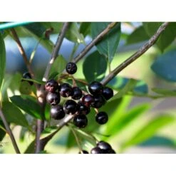 Storfrugtet Surbær 'Hugin' Aronia Melanocarpa 'Hugin' Potte 3,0 Liter,- Opbundet -Osmo Salgsbutik fi13770 aronia melanocarpa hugin 42ef